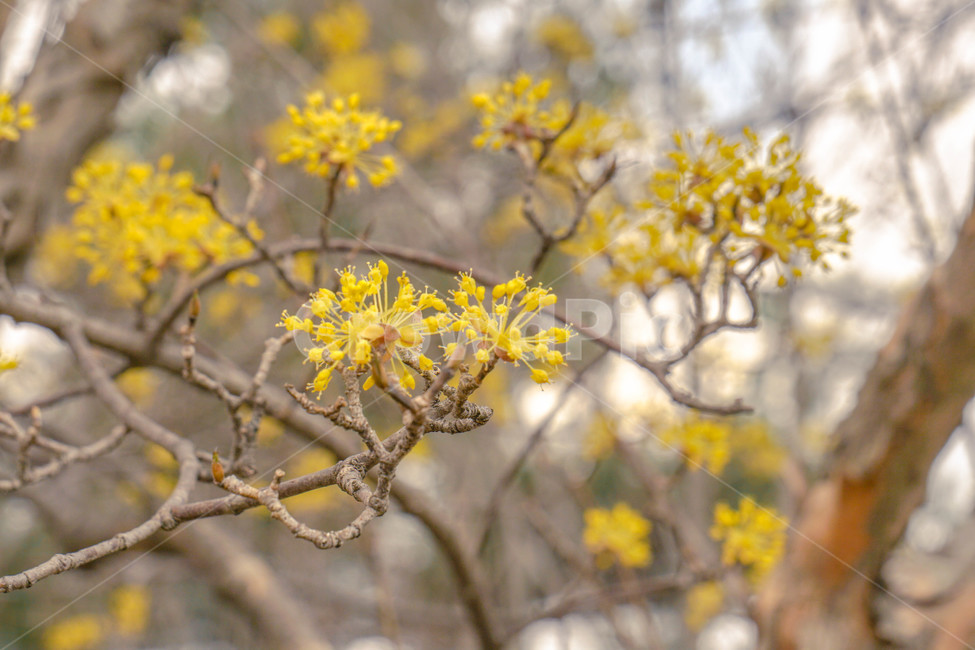 봄,산수유,노란꽃,꽃,하늘,나무,노란빛,노란색,봄꽃,봄,계절,spring,season,식물,자연,plants,nature,꽃,flower,plant