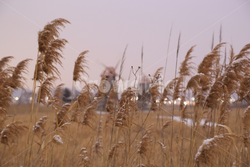 갈대,겨울,풍차,새벽,추위,나무,풀,눈,눈길,겨울,계절,winter,season,식물,자연,plants,nature
