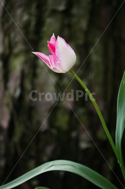 식물,꽃,튤립,분홍,대비,색감,Tulip,흰색,소나무,한송이,식물,자연,plants,nature,봄,계절,spring,season,꽃,flower,plant,blossom