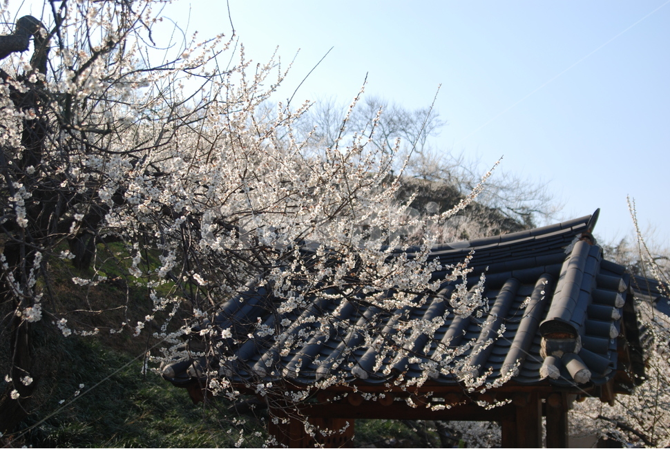 봄,벚꽃,봄나들이,벚꽃엔딩,꽃구경,봄,계절,spring,season
