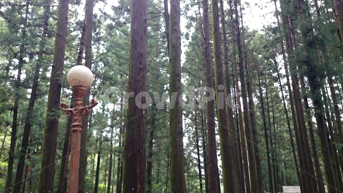 plant,식물,나무,산,가로등,수풀림,삼림지,land,tree