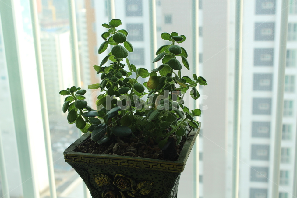 화분,항아리,jar,plant,식물,pottedplant,pottery,실내용화초,화분,화초,house plant