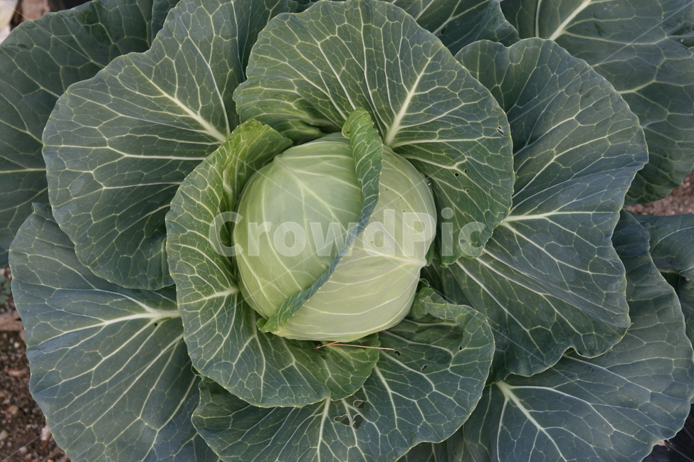 양배추,유기농양배추,무농약양배추,친환경양배추,gap양배추,유기농,무농약,친환경,gap,양배추즙,양상추,브로콜리,방울양배추