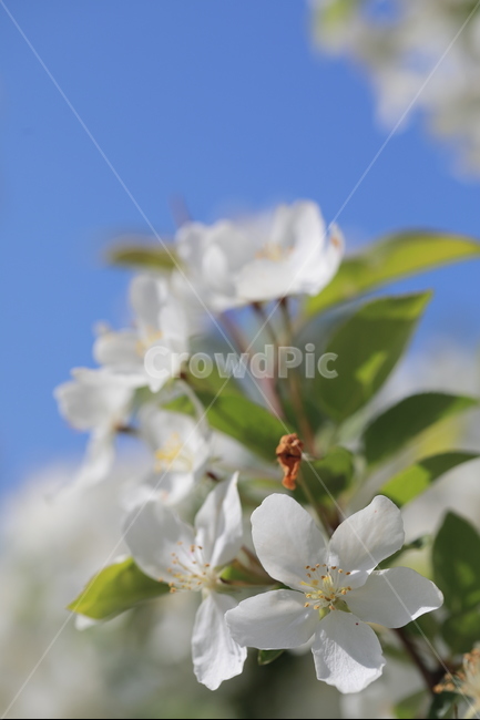 파란하늘,사과꽃,하얀꽃,flower,bluesky,접사,macro,식물,자연,plants,nature,꽃,flower
