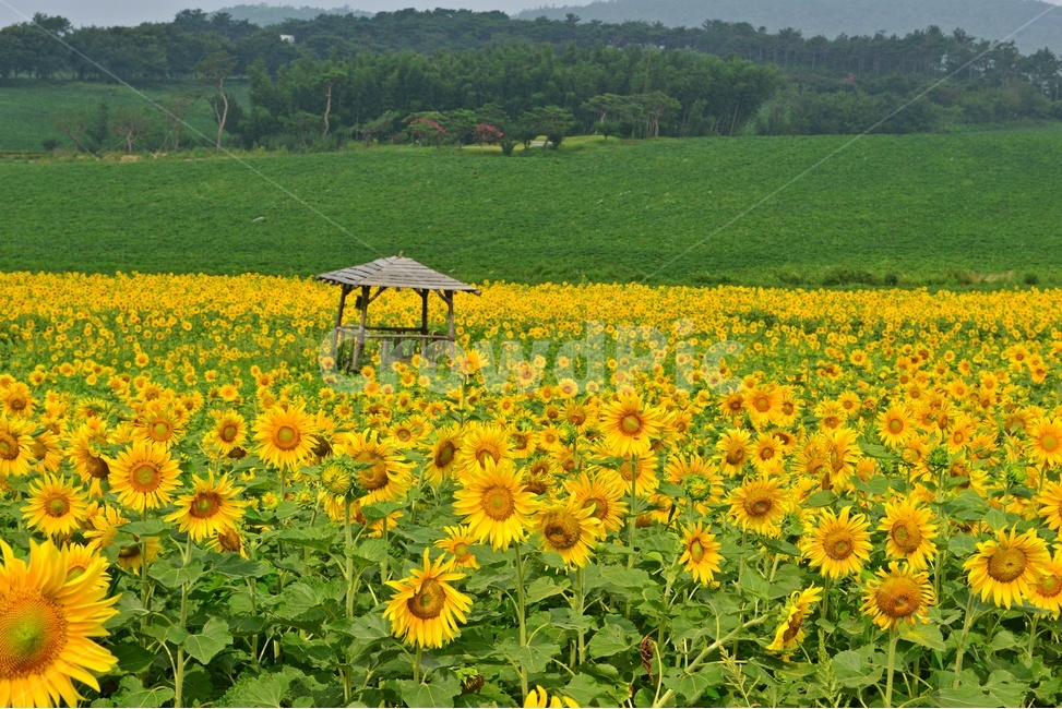 plant,식물,blossom,flower,꽃,sunflower,해바라기,고창,학원농장,해바라기밭,원두막