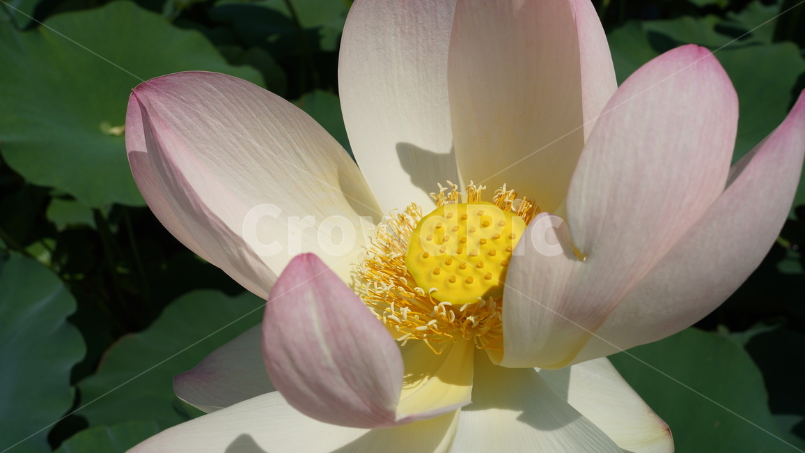 연꽃,꽃,flower,식물,plant,식물,자연,plants,nature,꽃,flower