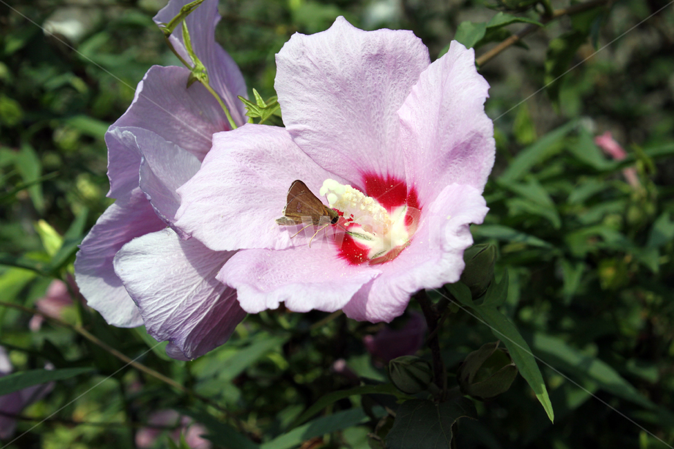 무궁화,무궁화꽃,분홍색,한국,대한민국,한국국화,roseofsharon,샤론의장미,꽃속나비,나비,수분,암술,수술,식물,자연,plants,nature,꽃,flower,곤충,벌레,insect,bug