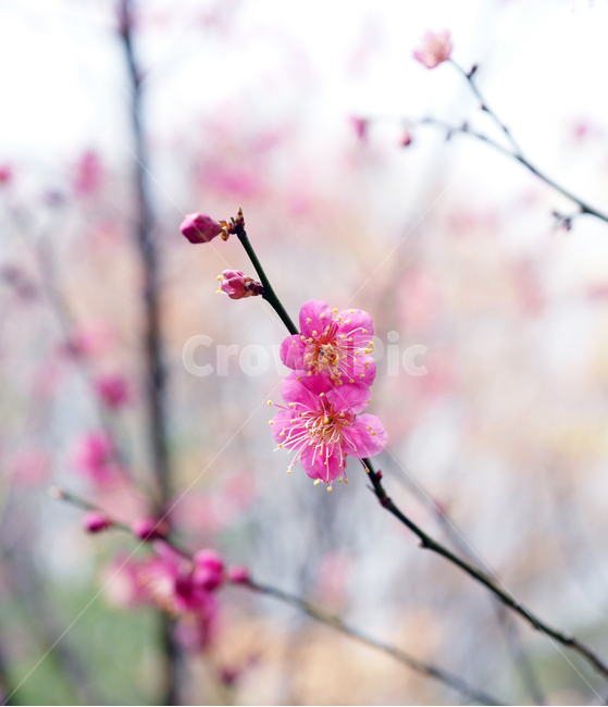flowerx,봄꽃,꽃,홍매화,매화,봄,계절,spring,season,식물,자연,plants,nature,꽃,flower,plant