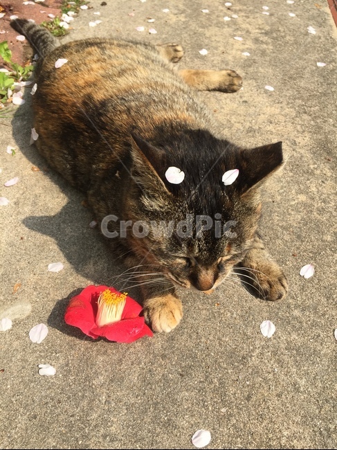고양이,동물,봄,벚꽃,동백꽃,cat,animal,spring,cherryblossom,camellia