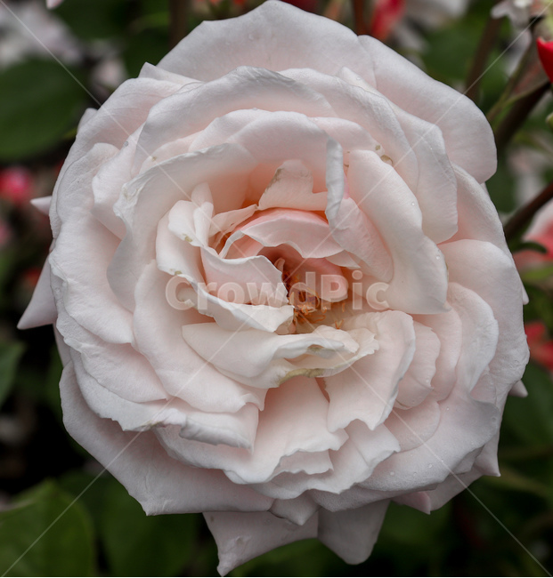 꽃,flower,장미,rose,장미꽃,백장미,whiterose,꽃잎