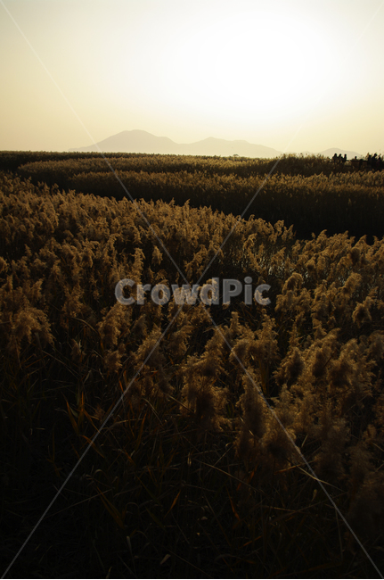 풍경,갈대밭,갈대,식물,plant,순천만,자연,풍경,nature,landscape,grass,잔디