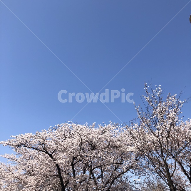 벚꽃,봄나들이,윤중로벚꽃,봄,윤중로,벚꽃나무,spring,cherryblossom,springsky,봄하늘,벚꽃하늘,봄풍경,봄,계절,spring,season,plant,식물