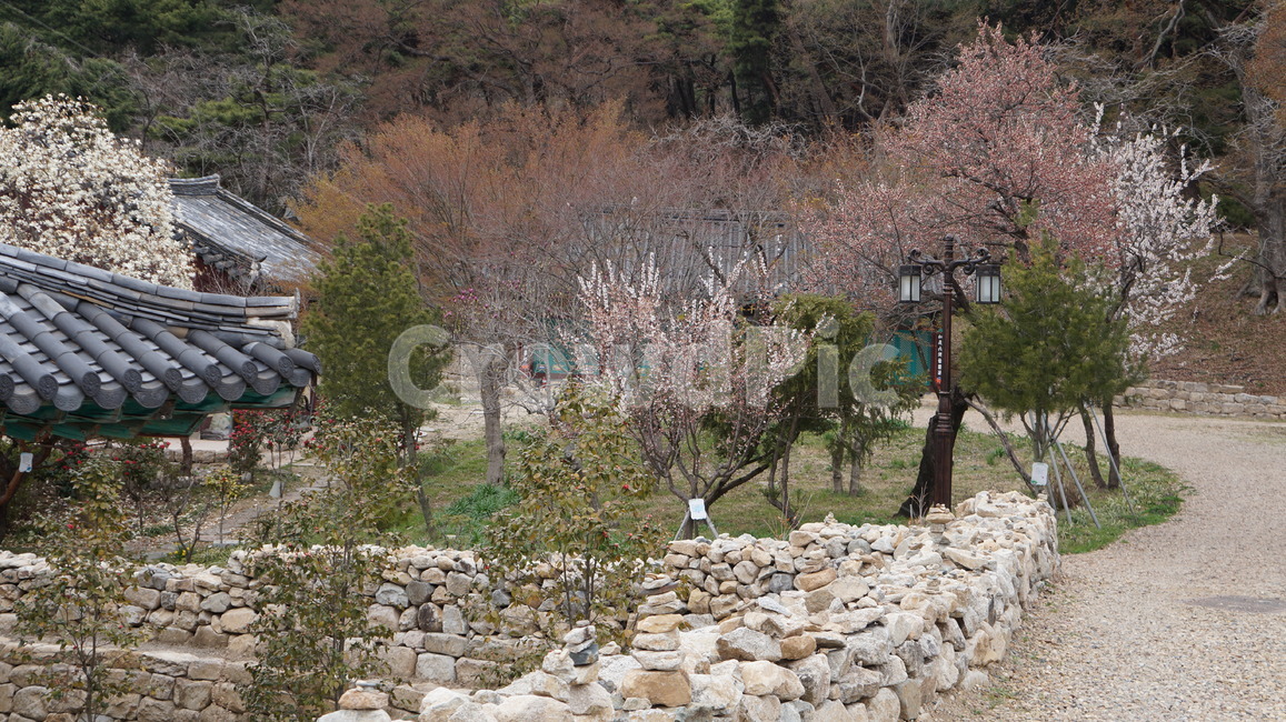 벚꽃,산,풍경,돌담,기와지붕,나무,절