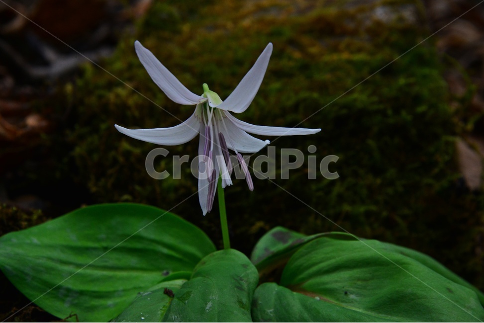 plant,식물,blossom,flower,꽃,야생화,봄꽃,얼레지,얼레지꽃,하얀얼레지,하얀색,하얀색꽃,식물,자연,plants,nature,꽃,flower