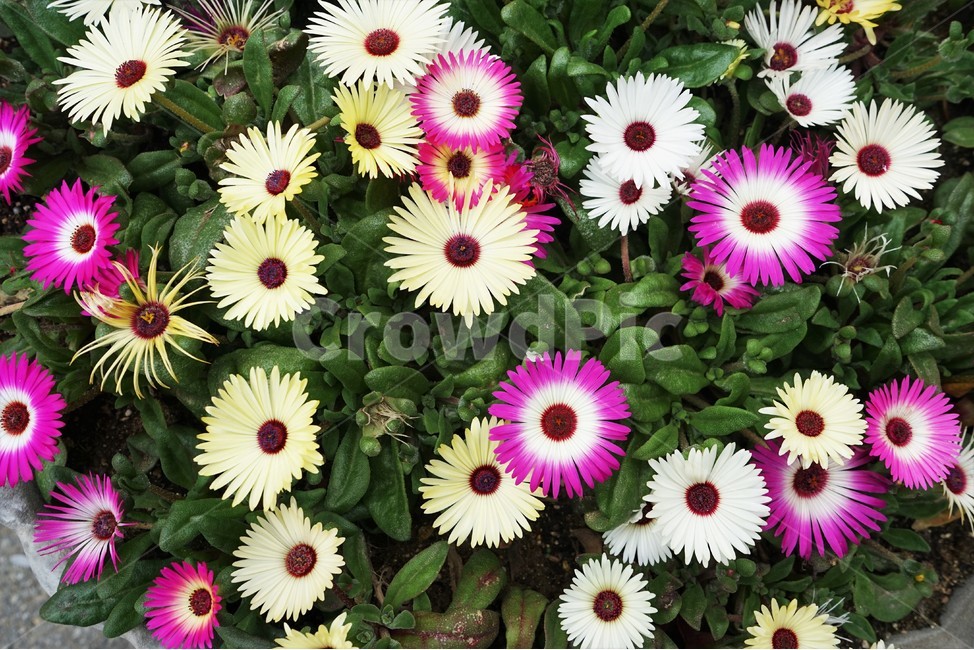 리빙스톤데이지,꽃,화단,정원,원예,화려,아열대식물,livingstonedaisy,beautiful,plant,flower,식물,자연,plants,nature,꽃,flower