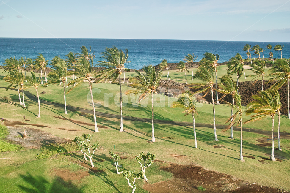 더위,바다,hawaii,windy,tree,palmtree,windyday,sea,blue,하와이,야자수,섬,바람,열대,열대지방,아열대,휴양