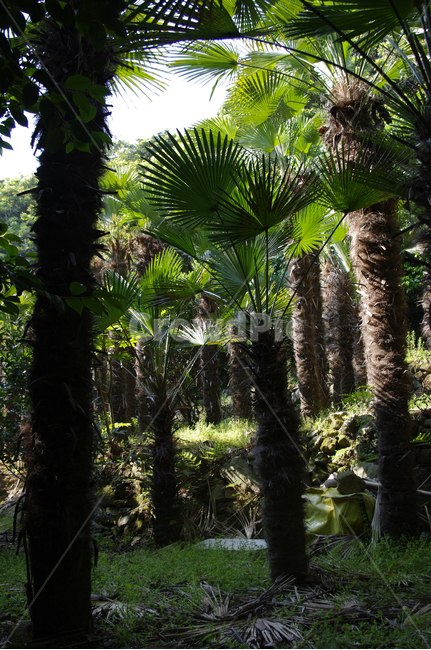 나무,숲,야자수,열대식물,식물,plant,자연,풍경,nature,landscape