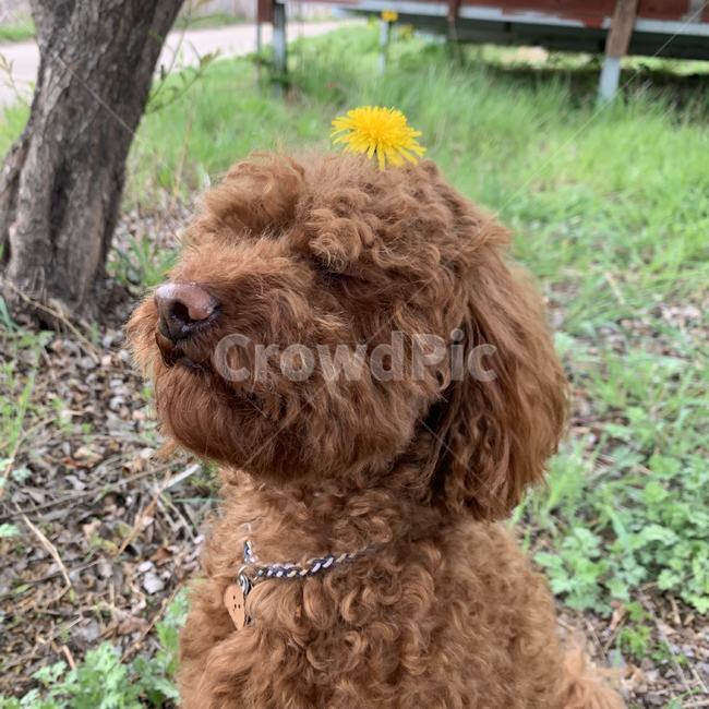 강아지,민들레,댕댕이,푸들,dog,poodle