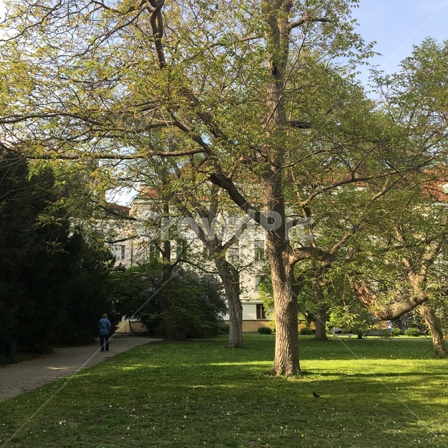 tree,나무,공원,park,힐링,healing