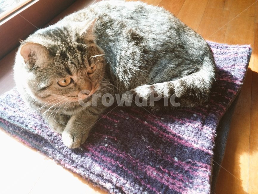고양이,태비고양이,고등어줄무늬,태비줄무늬,검은고양이,귀여운,반려동물,애완동물,집고양이,cat,kitty,kitten,아기고양이