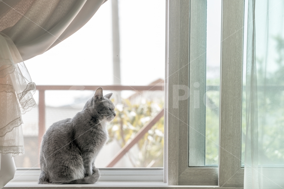 고양이,동물,애완동물,반려동물,cat,animal,포근함,나른함,우아함,귀여움,산뜻함,휴식,힐링,rest,relaxation,healing,동물,animal,포유류,mammal,고양이,cat,kitten,kitty