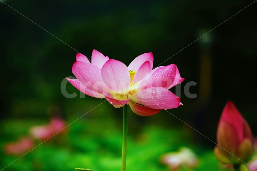 꽃,자연,연꽃,연잎,식물,식물,자연,plants,nature,꽃,flower