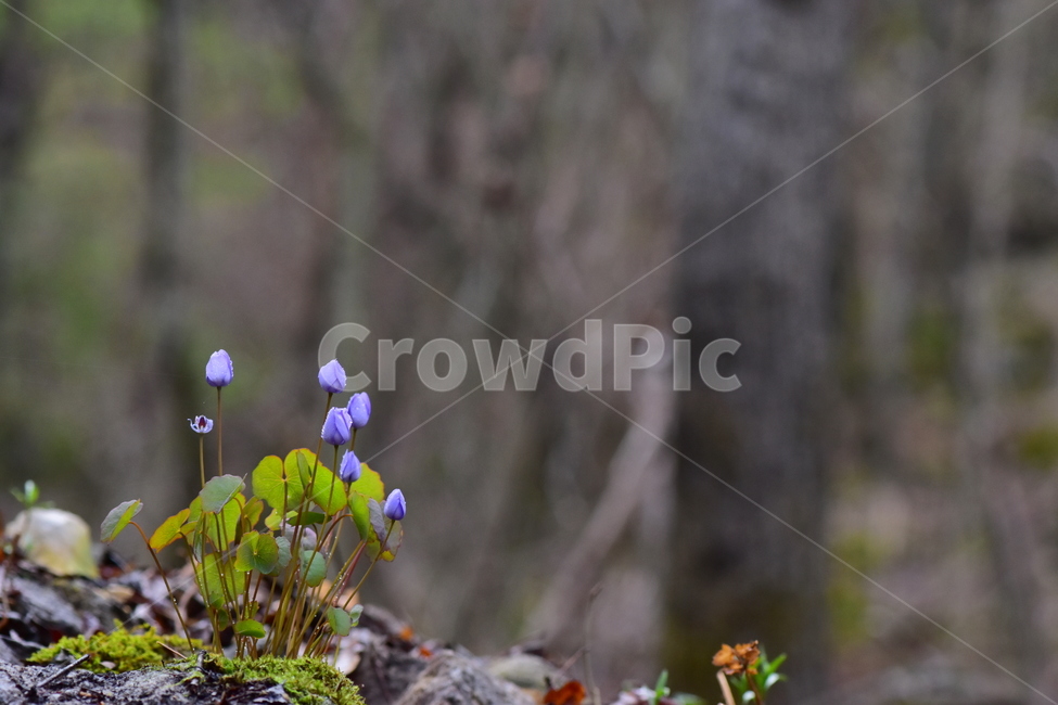 깽깽이풀,야생화,봄,꽃,풀꽃,자연,식물,식생,plants,nature,spring,season,flower