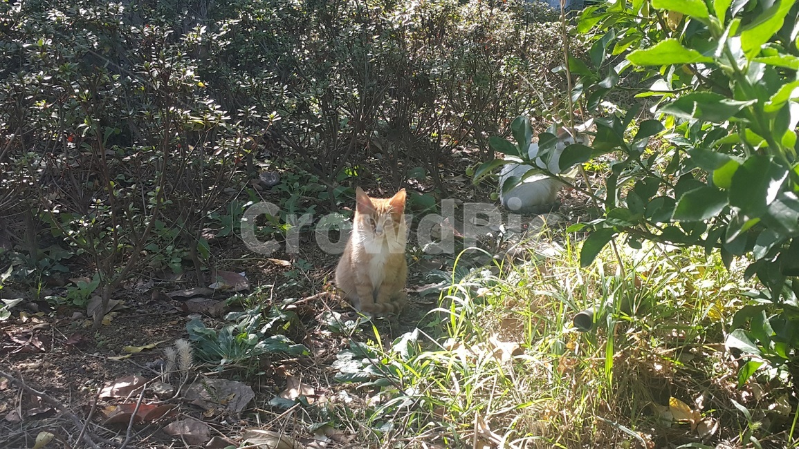 고양이,cat,식물,plant,초록,생물