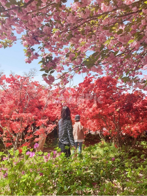 꽃,겹벚꽃,왕벚꽃,철쭉,완산공원,꽃동산