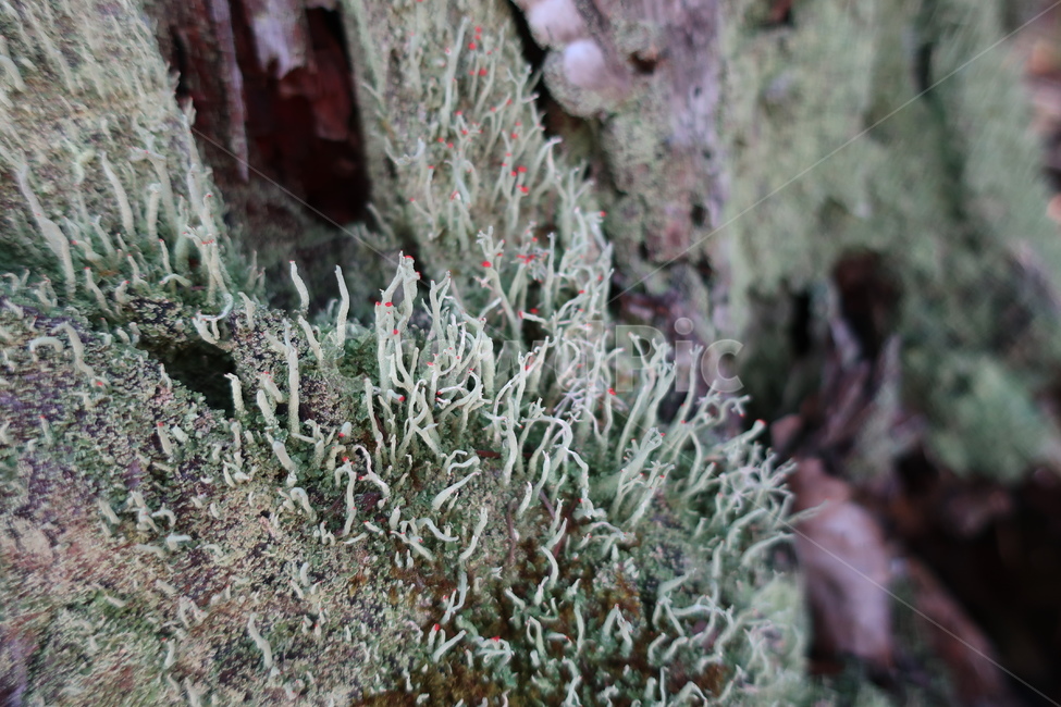 plant,식물,moss,이끼,야생식물,식물,자연,plants,nature