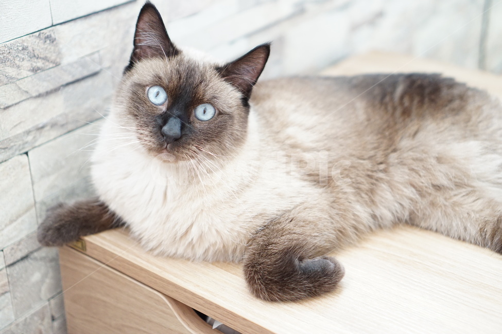 고양이,샴고양이,집고양이,반려묘,개냥이,동물,animal,포유류,mammal,고양이,cat,kitten,kitty