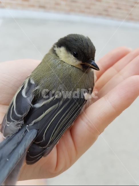 새,animal,동물,bird,아기새,조류,동물,animal,조류,새,birds