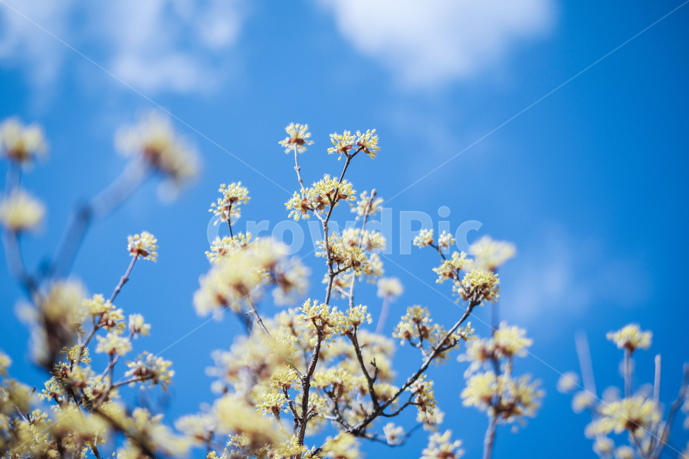 산수유,봄꽃,봄,선유도,spring,flower,노란꽃,파란하늘,봄,계절,spring,season,식물,자연,plants,nature,꽃,flower,plant,blossom