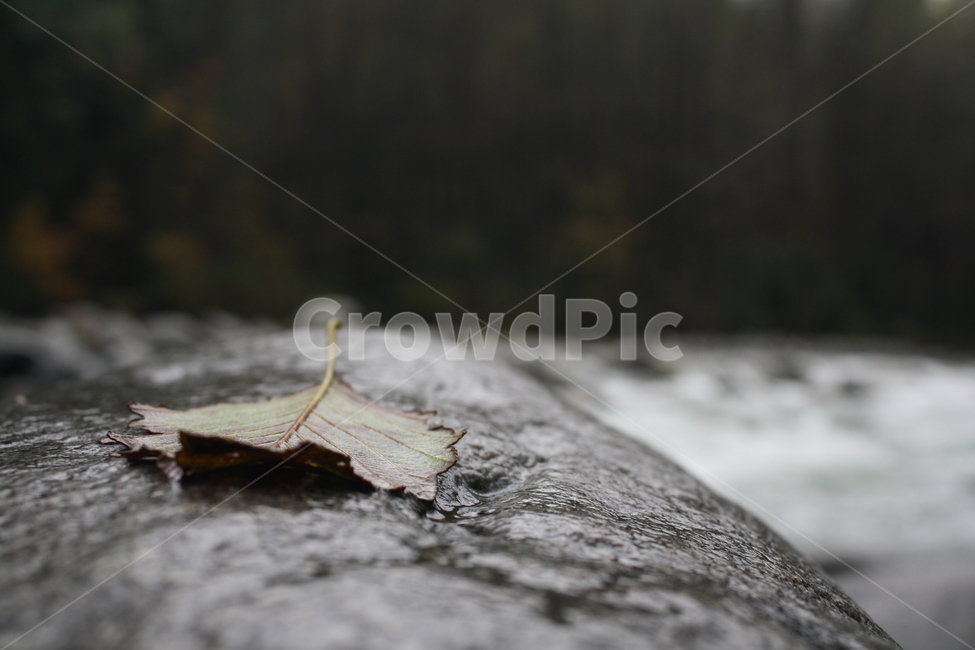 잎,이파리,바위,강,자연,물,돌,숲,나무,식물,leaf,rock,river,nature,water,forest,plant