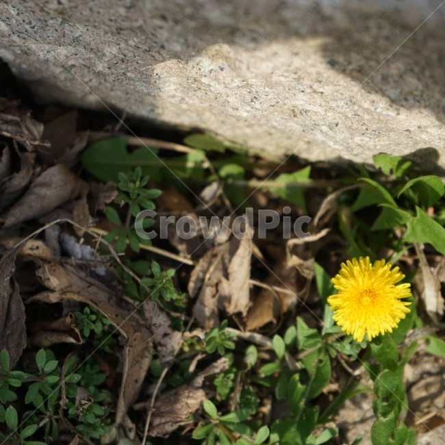 들꽃,꽃,민들레,봄,자연,wild,flower,wildflower,spring,nature,dandelion,yellow,green