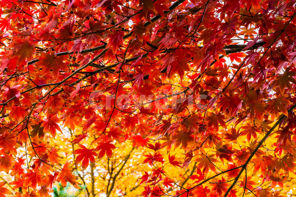 단풍,단풍나무,가을단풍,단풍잎,maple,foliage,가을,계절,fall,autumn,season,plant,식물,leaf,잎,tree,나무