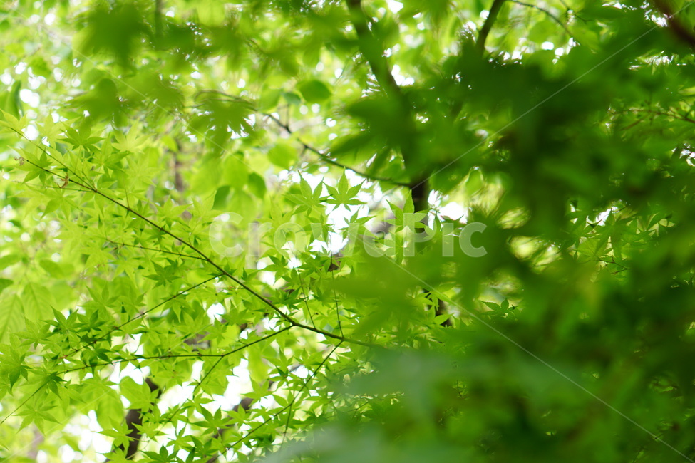 단풍,단풍나무,식물,초록,나무,식물,자연,plants,nature
