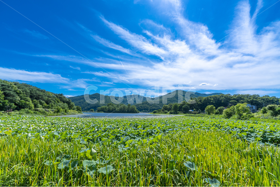 양평,여름,파란하늘,다산생태공원,하늘,자연,풍경,nature,landscape,grassland,목초지,field,들,outdoors,옥외,rural,농촌,farm,농장,meadow