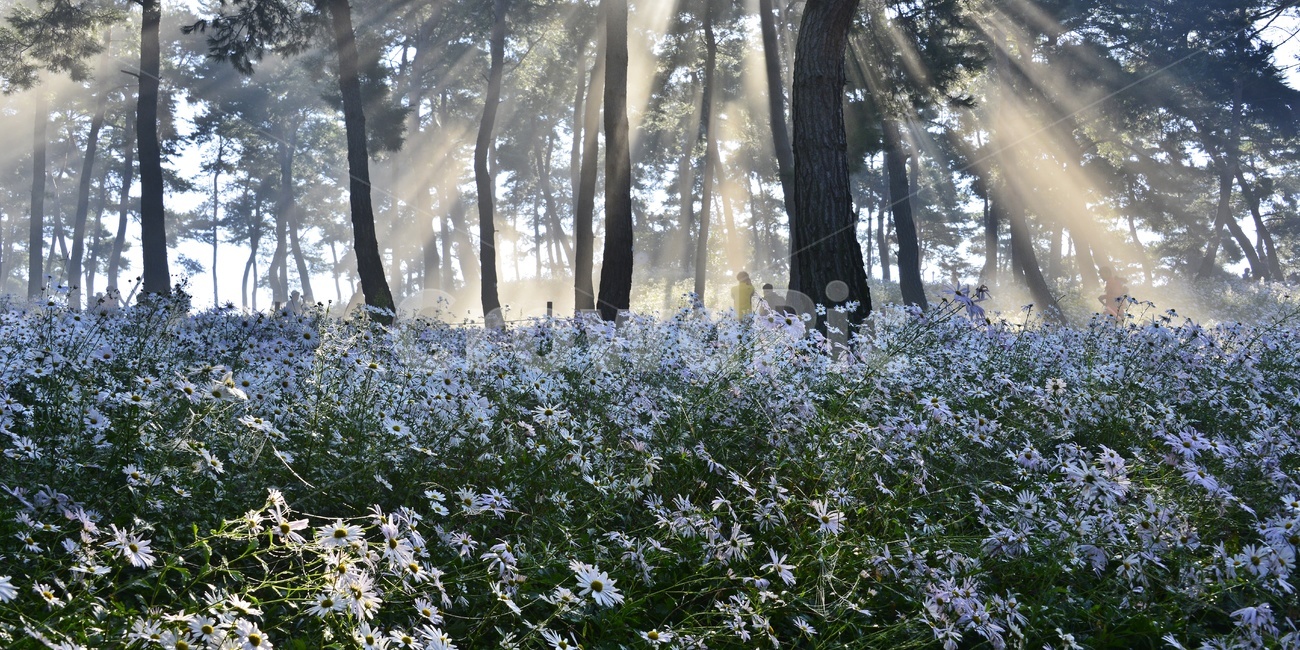 정읍,구절초공원,구절초,구절초축제,축제,빛내림,소나무,구절초공원아침,꽃,plant,식물