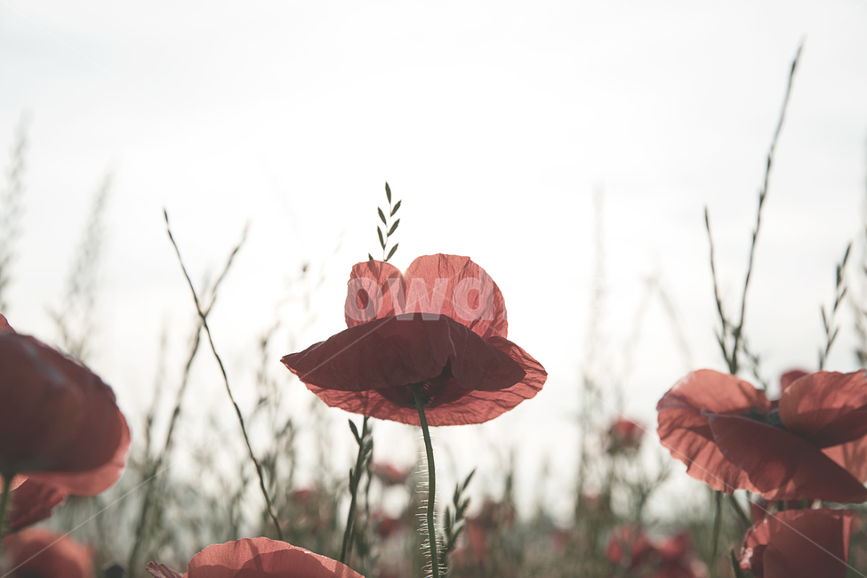양귀비,감성사진,꽃,flower,따스함,식물,자연,plants,nature,꽃,flower,감성,sensible,feeling