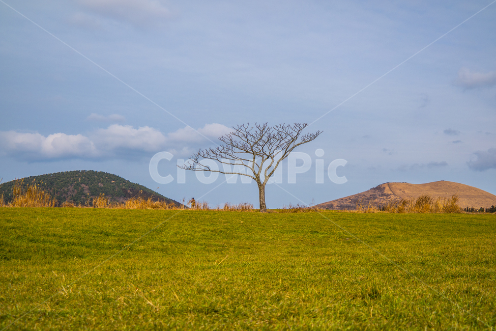 제주,왕따나무,하늘,배경,감성,여유,배경화면,자연,풍경,nature,landscape,한국자연풍경,한국자연경관,korea nature landscape,outdoors,옥외,grassland,목초지,field,들