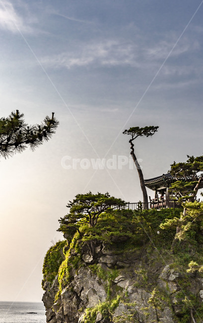 낙산사,의상대,사찰,국민관광지,고찰,문화재,문화유산,풍경,낙락장송,장송,자연,풍경,nature,landscape,한국자연풍경,한국자연경관,korea nature landscape,outdoors,옥외
