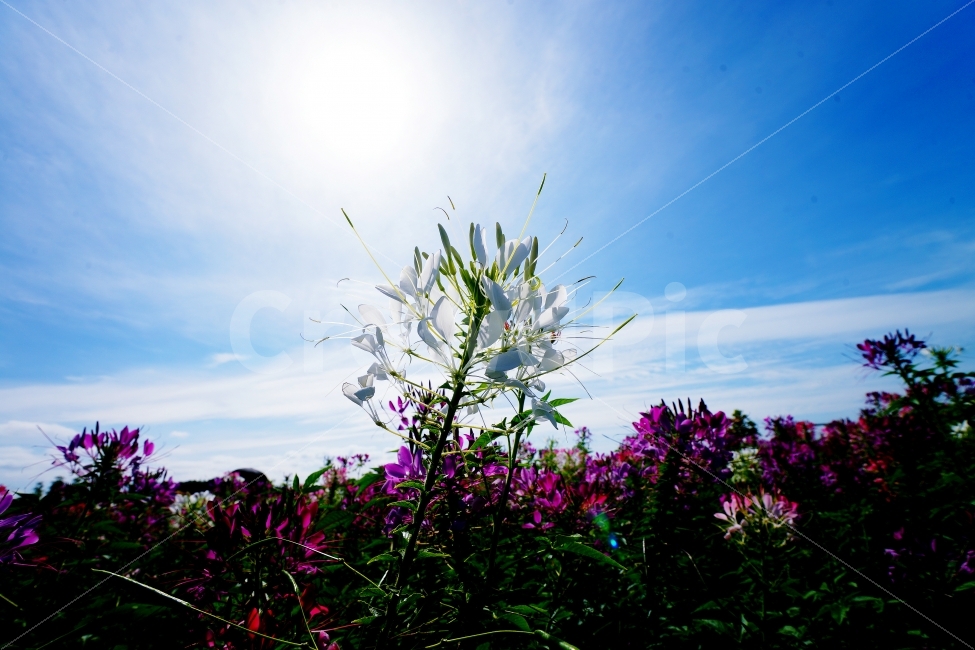 꽃,풀,푸른하늘,파란하늘,햇빛,눈부심,식물,자연,plants,nature,꽃,flower