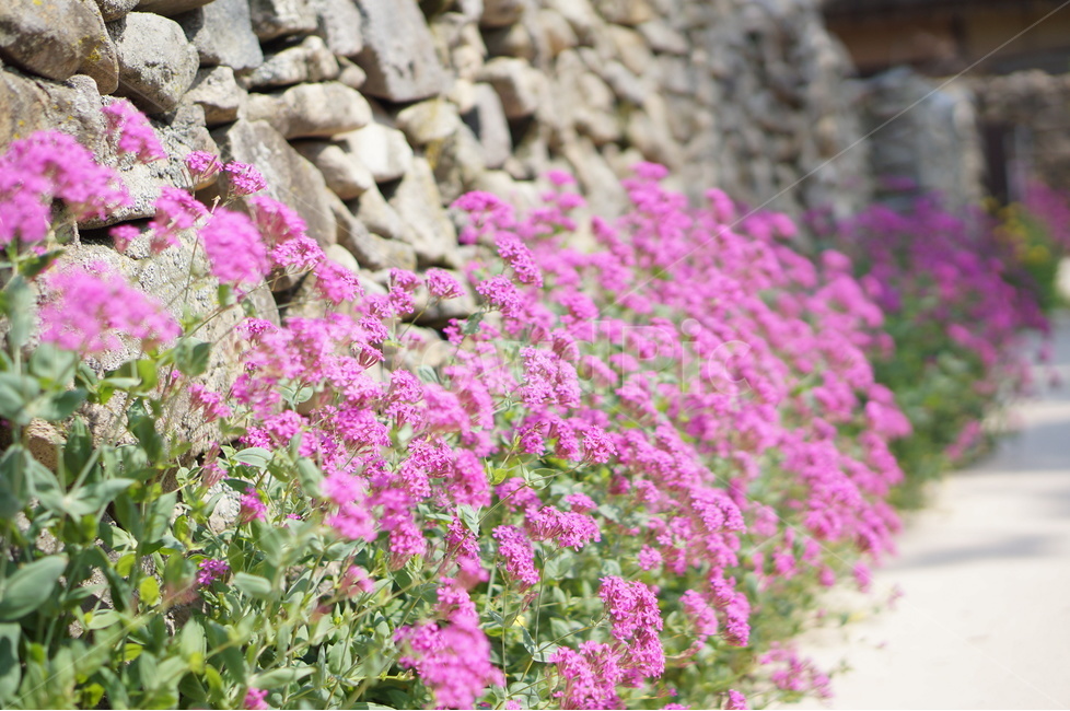 외암리,풍경,5월,맑음,꽃,식물,자연,plants,nature,꽃,flower