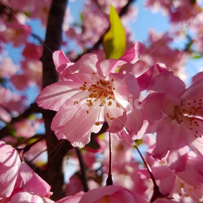 꽃,풍경,자연,background,flower,spring,분홍색,pink