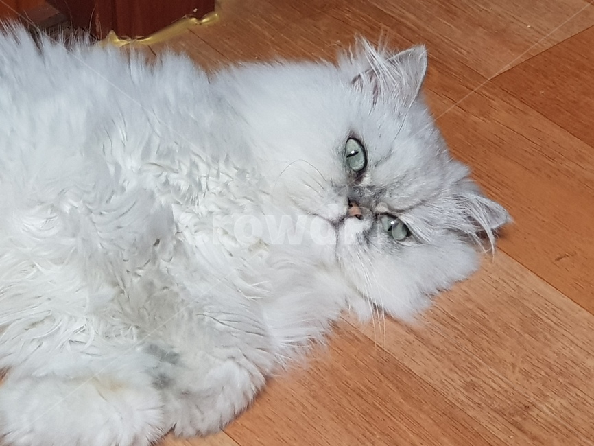 고양이,애완묘,집고양이,페르시안,귀여운동물,동물,animal,포유류,mammal,고양이,cat,kitten,kitty