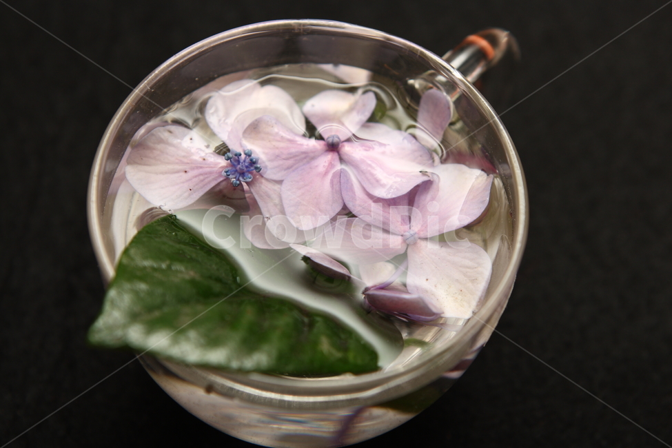 다화,다도,찻잔,꽃잎,작품,식물,자연,plants,nature,꽃,flower