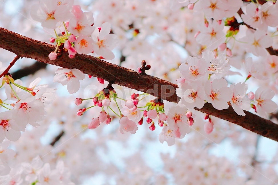 벚꽃,봄,핑크,나무,꽃,cherryblossom,spring,봄,계절,spring,season,식물,자연,plants,nature,꽃,flower,plant,cherry blossom,blossom
