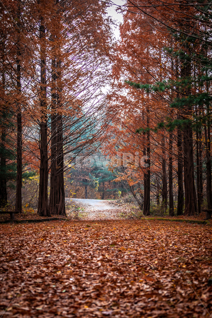 단풍,갈색,미리내성지,낙엽,풍경,가을,가을,계절,fall,autumn,season,자연,풍경,nature,landscape,tree,나무,plant,식물,tree trunk,나무 줄기,ground,바닥