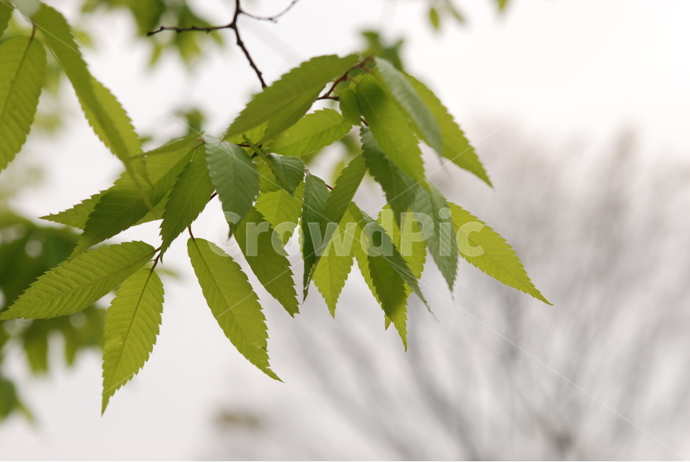 풀,녹색,나뭇잎,여름,맑은,식물,자연,plants,nature